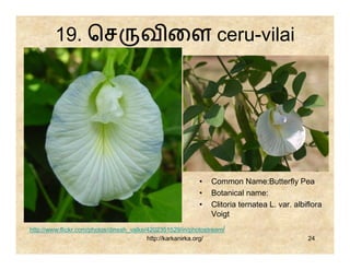 19. ெச                        வ ைள ceru-vilai




                                                           •   Common Name:Butterfly Pea
                                                           •   Botanical name:
                                                           •   Clitoria ternatea L. var. albiflora
                                                               Voigt
http://www.flickr.com/photos/dinesh_valke/4202351529/in/photostream/
                                          http://karkanirka.org/                             24
 