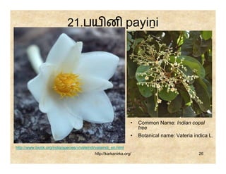 21.பய ன payiṉi




                                                                   •   Common Name: Indian copal
                                                                       tree
                                                                   •   Botanical name: Vateria indica L.

http://www.biotik.org/india/species/v/vateindi/vateindi_en.html
                                              http://karkanirka.org/                             26
 