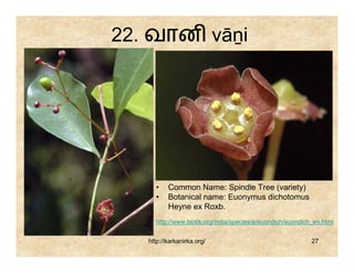 22. வான vāṉi




     •    Common Name: Spindle Tree (variety)
     •    Botanical name: Euonymus dichotomus
          Heyne ex Roxb.
     http://www.biotik.org/india/species/e/euondich/euondich_en.html


   http://karkanirka.org/                                   27
 