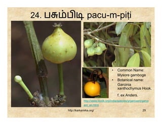 24. ப   ப               pacu-m-piṭi




                                           •    Common Name:
                                                Mysore gamboge
                                           •    Botanical name:
                                                Garcinia
                                                xanthochymus Hook.
                                                f. ex Anders.
                     http://www.biotik.org/india/species/g/garcxant/garcx
                     ant_en.html
        http://karkanirka.org/                                      29
 