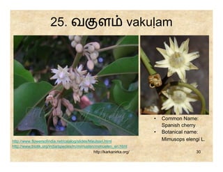 25. வ                       ள                vakuḷam




                                                                        •   Common Name:
                                                                            Spanish cherry
                                                                        •   Botanical name:
http://www.flowersofindia.net/catalog/slides/Maulsari.html                  Mimusops elengi L.
http://www.biotik.org/india/species/m/mimuelen/mimuelen_en.html
                                               http://karkanirka.org/                     30
 