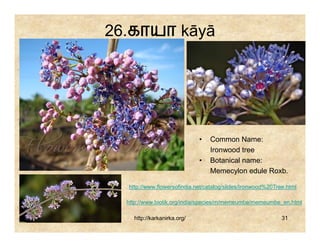 26.காயா kāyā




                             •   Common Name:
                                 Ironwood tree
                             •   Botanical name:
                                 Memecylon edule Roxb.

  http://www.flowersofindia.net/catalog/slides/Ironwood%20Tree.html

  http://www.biotik.org/india/species/m/memeumbe/memeumbe_en.html

    http://karkanirka.org/                                   31
 