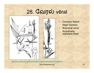 28. ேவர                                    vēral
                                                                 • Common Name:
                                                                   Nilgiri bamboo
                                                                 • Botanical name:
                                                                   Arundinaria
                                                                   wightiana Nees




http://www.inbar.int/publication/txt/tr17/Sinarundinaria/sin%20wig.htm
                                      http://karkanirka.org/                         33
 