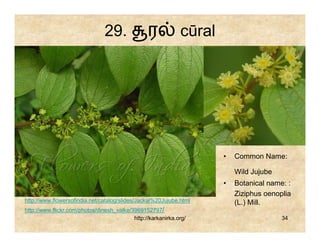 29.              ர            cūral




                                                                      •   Common Name:

                                                                          Wild Jujube
                                                                      •   Botanical name: :
                                                                          Ziziphus oenoplia
http://www.flowersofindia.net/catalog/slides/Jackal%20Jujube.html         (L.) Mill.
http://www.flickr.com/photos/dinesh_valke/3969152797/
                                           http://karkanirka.org/                       34
 
