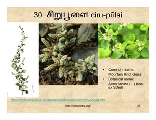 30. சி                       ைள ciru-pūlai




                                                                       •    Common Name:
                                                                            Mountain Knot Grass
                                                                       •    Botanical name:
                                                                            Aerva lanata (L.) Juss.
                                                                            ex Schult


http://www.flowersofindia.net/catalog/slides/Mountain%20Knot%20Grass.html

                                          http://karkanirka.org/                              35
 