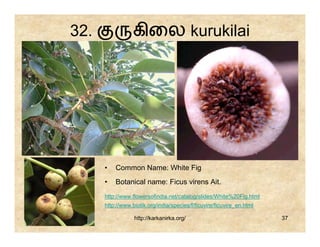 32.              கிைல kurukilai

                               • A tree; ஓ மர .
                                 Unidentified




      •   Common Name: White Fig
      •   Botanical name: Ficus virens Ait.
      http://www.flowersofindia.net/catalog/slides/White%20Fig.html
      http://www.biotik.org/india/species/f/ficuvire/ficuvire_en.html

                  http://karkanirka.org/                                37
 