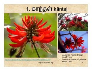 1. கா த                                      kāntaḷ




                                                                               •   Common name: Indian
                                                                                   Coral Tree
http://www.flowersofindia.net/catalog/slides/Indian%20Coral%20Tree.html        •   Botanical name: Erythrina
                                                                                   indica Lam.
                                                    http://karkanirka.org/                             4
 