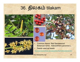 36. திலக                      tilakam




      •    Common Name: Red Sandalwood
           Botanical name: Adenanthera pavonina L.
      •    Seeds used as beads
      http://www.flowersofindia.net/catalog/slides/Red%20Sandalwood.html


     http://karkanirka.org/                                          41
 