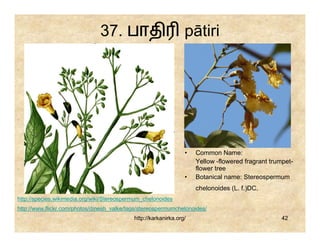 37. பாதி                          pātiri




                                                                 •   Common Name:
                                                                     Yellow -flowered fragrant trumpet-
                                                                     flower tree
                                                                 •   Botanical name: Stereospermum
                                                                     chelonoides (L. f.)DC.
http://species.wikimedia.org/wiki/Stereospermum_chelonoides
http://www.flickr.com/photos/dinesh_valke/tags/stereospermumchelonoides/
                                            http://karkanirka.org/                                 42
 