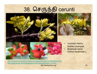 38. ெச                            தி cerunti




                                                                      •   Common Name:
                                                                          Golden champak
                                                                      •   Botanical name:
                                                                          Ochna squarrosa L.



http://www.flowersofindia.net/catalog/slides/Ramdhan%20Champa.html
http://www.biotik.org/india/species/o/ochnobtu/ochnobtu_en.html
                                             http://karkanirka.org/                       43
 
