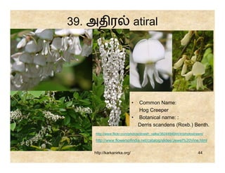39. அதிர                     atiral




                             • Common Name:
                               Hog Creeper
                             • Botanical name: :
                               Derris scandens (Roxb.) Benth.
    http://www.flickr.com/photos/dinesh_valke/3624484044/in/photostream/
    http://www.flowersofindia.net/catalog/slides/Jewel%20Vine.html


    http://karkanirka.org/                                          44
 