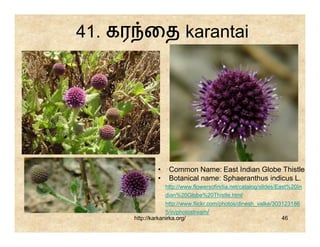 41. கர ைத karantai




               •    Common Name: East Indian Globe Thistle
               •    Botanical name: Sphaeranthus indicus L.
                   http://www.flowersofindia.net/catalog/slides/East%20In
                   dian%20Globe%20Thistle.html
                   http://www.flickr.com/photos/dinesh_valke/303123186
                   5/in/photostream/
      http://karkanirka.org/                                    46
 