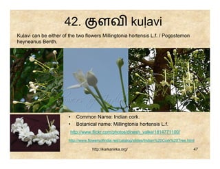 42.               ளவ kuḷavi
Kuḷavi can be either of the two flowers Millingtonia hortensis L.f. / Pogostemon
heyneanus Benth.




                       •   Common Name: Indian cork.
                       •   Botanical name: Millingtonia hortensis L.f.
                        http://www.flickr.com/photos/dinesh_valke/1814771100/
                       http://www.flowersofindia.net/catalog/slides/Indian%20Cork%20Tree.html

                                    http://karkanirka.org/                                  47
 