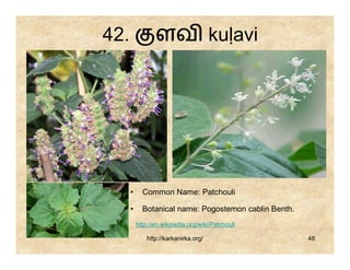 42.              ளவ kuḷavi




      •     Common Name: Patchouli

      •     Botanical name: Pogostemon cablin Benth.
          http://en.wikipedia.org/wiki/Patchouli

              http://karkanirka.org/                   48
 