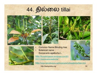 44. தி            ைல tillai




   •   Common Name:Blinding tree
   •   Botanical name: :
       Excoecaria agallocha L.
   http://floraofsingapore.wordpress.com/201
   0/07/11/excoecaria-agallocha/

   http://www.natureloveyou.sg/Excoecaria%20agallocha/Main.html
         http://karkanirka.org/                               50
 