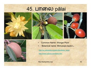45. பாைல pālai




    •   Common Name: Wongai Plum
    •    Botanical name: Mimusops kauki L.

    http://en.wikipedia.org/wiki/Manilkara_kauki

    http://www.sybout.com/trees.htm




    http://karkanirka.org/                         52
 