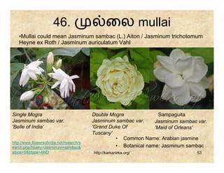 46.                        ைல mullai
   •Mullai could mean Jasminum sambac (L.) Aiton / Jasminum trichotomum
   Heyne ex Roth / Jasminum auriculatum Vahl




Single Mogra                               Double Mogra              Sampaguita
Jasminum sambac var.                       Jasminum sambac var.    Jasminum sambac var.
'Belle of India‘                           'Grand Duke Of          'Maid of Orleans'
                                           Tuscany'
                                                    • Common Name: Arabian jasmine
http://www.flowersofindia.net/risearch/s
earch.php?query=Jasminum+sambac&                    • Botanical name: Jasminum sambac
stpos=0&stype=AND                          http://karkanirka.org/                  53
 