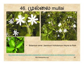 46.                          ைல mullai




                         •   Botanical name: Jasminum trichotomum Heyne ex Roth



http://opendata.keystone-foundation.org/jasminum-trichotomum-heyne-ex-roth/jasminum-trichotomum
                                      http://karkanirka.org/                                 54
 