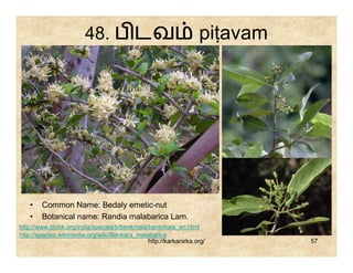 48. ப டவ                                  piṭavam




   •    Common Name: Bedaly emetic-nut
   •    Botanical name: Randia malabarica Lam.
http://www.biotik.org/india/species/b/benkmala/benkmala_en.html
http://species.wikimedia.org/wiki/Benkara_malabarica
                                               http://karkanirka.org/       57
 