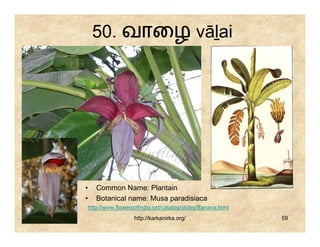 50. வாைழ vāḻai




•   Common Name: Plantain
•   Botanical name: Musa paradisiaca
http://www.flowersofindia.net/catalog/slides/Banana.html
                  http://karkanirka.org/                   59
 