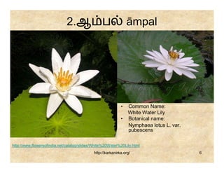 2.ஆ ப                              āmpal




                                                            •   Common Name:
                                                                White Water Lily
                                                            •   Botanical name:
                                                                Nymphaea lotus L. var.
                                                                pubescens

http://www.flowersofindia.net/catalog/slides/White%20Water%20Lily.html
                                            http://karkanirka.org/                       6
 