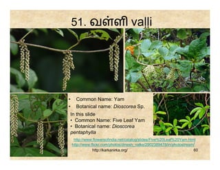 51. வ                 ள vaḷḷi




•     Common Name: Yam
•     Botanical name: Dioscorea Sp.
In this slide
• Common Name: Five Leaf Yam
• Botanical name: Dioscorea
pentaphylla
     http://www.flowersofindia.net/catalog/slides/Five%20Leaf%20Yam.html
    http://www.flickr.com/photos/dinesh_valke/2902389478/in/photostream/
                http://karkanirka.org/                                 60
 