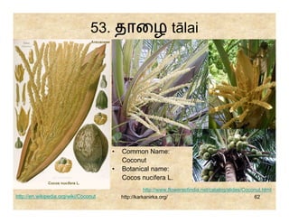 53. தாைழ tālai




                                       •   Common Name:
                                           Coconut
                                       •   Botanical name:
                                           Cocos nucifera L.
                                                      http://www.flowersofindia.net/catalog/slides/Coconut.html
http://en.wikipedia.org/wiki/Coconut       http://karkanirka.org/                                      62
 