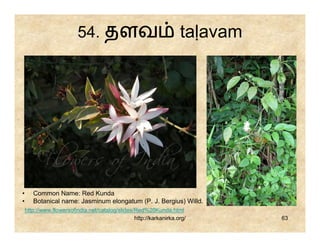 54. தளவ                                   taḷavam




•      Common Name: Red Kunda
•      Botanical name: Jasminum elongatum (P. J. Bergius) Willd.
    http://www.flowersofindia.net/catalog/slides/Red%20Kunda.html
                                                 http://karkanirka.org/       63
 