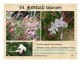 54. தளவ                  taḷavam




    •    Common Name: Pink Jasmine
    •    Botanical name: Jasminum polyanthum Franch.
    http://www.flowersofindia.net/catalog/slides/Pink%20Jasmine.html

    http://en.wikipedia.org/wiki/Jasminum_polyanthum
     http://karkanirka.org/                                   64
 