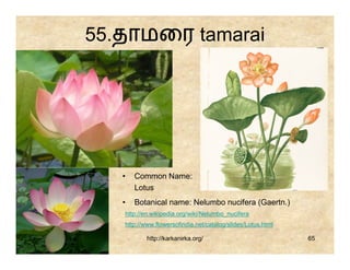 55.தாமைர tamarai




   •   Common Name:
       Lotus
   •   Botanical name: Nelumbo nucifera (Gaertn.)
   http://en.wikipedia.org/wiki/Nelumbo_nucifera
   http://www.flowersofindia.net/catalog/slides/Lotus.html

           http://karkanirka.org/                            65
 