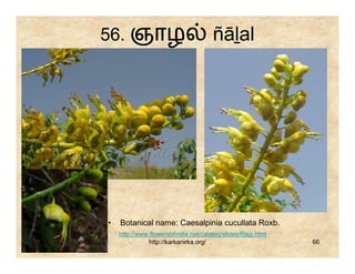 56. ஞாழ                               ñāḻal




•   Botanical name: Caesalpinia cucullata Roxb.
    http://www.flowersofindia.net/catalog/slides/Ragi.html
               http://karkanirka.org/                        66
 
