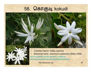 58. ெகா                               kokudi




  •    Common Name: Indian Jasmine
  •    Botanical name: Jasminum pubescens (Retz.) Willd.
  http://en.wikipedia.org/wiki/Jasminum_multiflorum
  http://www.flowersofindia.net/catalog/slides/Kunda.html

             http://karkanirka.org/                         68
 