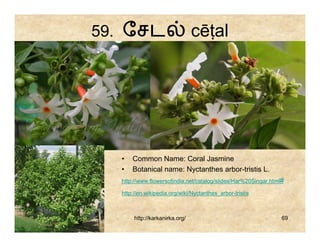 59. ேசட                         cēṭal




  •   Common Name: Coral Jasmine
  •   Botanical name: Nyctanthes arbor-tristis L.
  http://www.flowersofindia.net/catalog/slides/Har%20Singar.html#

  http://en.wikipedia.org/wiki/Nyctanthes_arbor-tristis



       http://karkanirka.org/                                   69
 