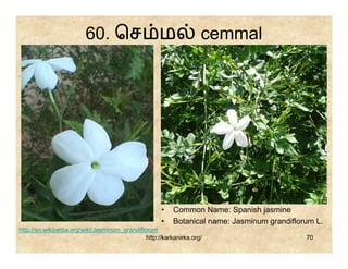 60. ெச ம                                   cemmal




                                                     •    Common Name: Spanish jasmine
                                                     •    Botanical name: Jasminum grandiflorum L.
http://en.wikipedia.org/wiki/Jasminum_grandiflorum
                                               http://karkanirka.org/                        70
 