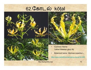 62.ேகாட                      kōṭal




                       •     Common Name:
                             Yellow Malabar glory lily

                       •     Botanical name: Gloriosa superba L.

                       http://www.marlothiiconservancy.org.za/?p=365

    http://karkanirka.org/                                   72
 