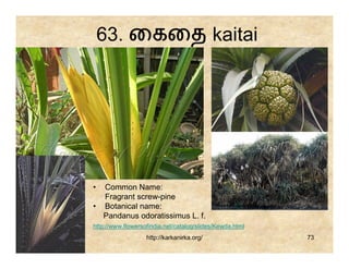 63. ைகைத kaitai




• Common Name:
  Fragrant screw-pine
• Botanical name:
  Pandanus odoratissimus L. f.
http://www.flowersofindia.net/catalog/slides/Kewda.html
                   http://karkanirka.org/                 73
 