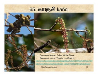 65. கா               சி kāñci




  •    Common Name: False White Teak
  •    Botanical name: Trewia nudiflora L.
  http://www.flowersofindia.net/catalog/slides/False%20White%20Teak.html
  http://www.flickr.com/photos/dinesh_valke/3113053378/in/photostream/
        http://karkanirka.org/                                  75
 