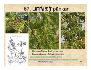 67. பா                க pāṅkar




  •   Common Name: Tooth-brush tree
  •   Botanical name: Salvadora persica
  http://en.wikipedia.org/wiki/Salvadora_persica
  http://www.flowersofindia.net/catalog/slides/Toothbrush%20Tree.html
               http://karkanirka.org/                                   77
 