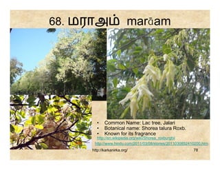 68. மராஅ                  marāam




       •    Common Name: Lac tree, Jalari
       •    Botanical name: Shorea talura Roxb.
       •    Known for its fragrance
       http://en.wikipedia.org/wiki/Shorea_roxburghii
      http://www.hindu.com/2011/03/08/stories/2011030852410200.htm
     http://karkanirka.org/                               78
 