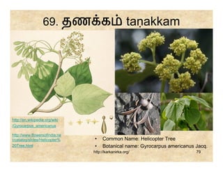 69. தண க                         taṇakkam




http://en.wikipedia.org/wiki
/Gyrocarpus_americanus

http://www.flowersofindia.ne
t/catalog/slides/Helicopter%   •    Common Name: Helicopter Tree
20Tree.html                    •    Botanical name: Gyrocarpus americanus Jacq.
                               http://karkanirka.org/                     79
 