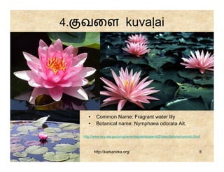 4.   வைள kuvaḷai




        •    Common Name: Fragrant water lily
        •    Botanical name: Nymphaea odorata Ait.

     http://www.ecy.wa.gov/programs/wq/plants/plantid2/descriptions/nymodo.html



            http://karkanirka.org/                                            8
 