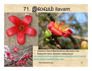 71. இலவ                          ilavam




  •    Common Name:Red-flowered silk-cotton tree
  •    Botanical name: Bombax malabaricum
  http://www.flowersofindia.net/catalog/slides/Silk%20Cotton%20Tree.html
  http://en.wikipedia.org/wiki/Bombax_ceiba

        http://karkanirka.org/                                   81
 