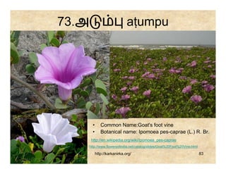 73.அ                            aṭumpu




         •      Common Name:Goat's foot vine
         •      Botanical name: Ipomoea pes-caprae (L.) R. Br.
        http://en.wikipedia.org/wiki/Ipomoea_pes-caprae
       http://www.flowersofindia.net/catalog/slides/Goat%20Foot%20Vine.html

             http://karkanirka.org/                                           83
 