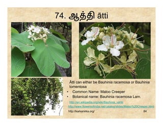 74. ஆ தி ātti




   Ātti can either be Bauhinia racemosa or Bauhinia
   tomentosa
  • Common Name: Maloo Creeper
  • Botanical name: Bauhinia racemosa Lam.
    http://en.wikipedia.org/wiki/Bauhinia_vahlii
   http://www.flowersofindia.net/catalog/slides/Maloo%20Creeper.html
   http://karkanirka.org/                                   84
 