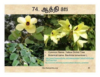 74. ஆ தி ātti




      •    Common Name: Yellow Orchid Tree
      •    Botanical name: Bauhinia tomentosa L.
       http://www.flowersofindia.net/catalog/slides/Yellow%20Orchid
       %20Tree.html
      http://commons.wikimedia.org/wiki/Category:Bauhinia_tomentosa


   http://karkanirka.org/                                         85
 