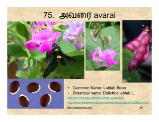75. அவைர avarai




     • Common Name: Lablab Bean
     • Botanical name: Dolichos lablab L.
     http://en.wikipedia.org/wiki/Lablab_purpureus
     http://www.flowersofindia.net/catalog/slides/Lablab%20Bean.html
    http://karkanirka.org/                                   86
 