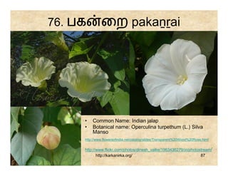 76. பக        ைற pakaṉṟai




     •   Common Name: Indian jalap
     •   Botanical name: Operculina turpethum (L.) Silva
         Manso
     http://www.flowersofindia.net/catalog/slides/Transparent%20Wood%20Rose.html

     http://www.flickr.com/photos/dinesh_valke/1963436279/in/photostream/
            http://karkanirka.org/                                 87
 