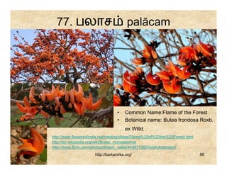 77. பலாச                               palācam




                                   •   Common Name:Flame of the Forest
                                   •   Botanical name: Butea frondosa Roxb.
                                       ex Willd.
http://www.flowersofindia.net/catalog/slides/Flame%20of%20the%20Forest.html
http://en.wikipedia.org/wiki/Butea_monosperma
http://www.flickr.com/photos/dinesh_valke/444871065/in/photostream/
                      http://karkanirka.org/                                  88
 