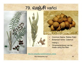 79. வ                 சி vañci




                                   •   Common Name: Rattan Palm
                                   •   Botanical name: Calamus
                                       rotang L.
                                   •   Ornaments/dress can be
                                       made using the fiber


 http://en.wikipedia.org/wiki/Calamus_rotang
          http://karkanirka.org/                            90
 