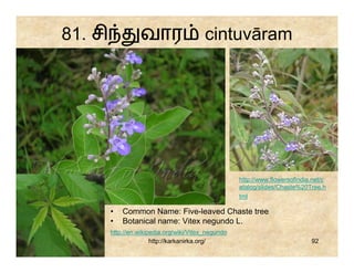 81. சி             வார                     cintuvāram




                                                      http://www.flowersofindia.net/c
                                                      atalog/slides/Chaste%20Tree.h
                                                      tml

         •   Common Name: Five-leaved Chaste tree
         •   Botanical name: Vitex negundo L.
         http://en.wikipedia.org/wiki/Vitex_negundo
                        http://karkanirka.org/                                 92
 